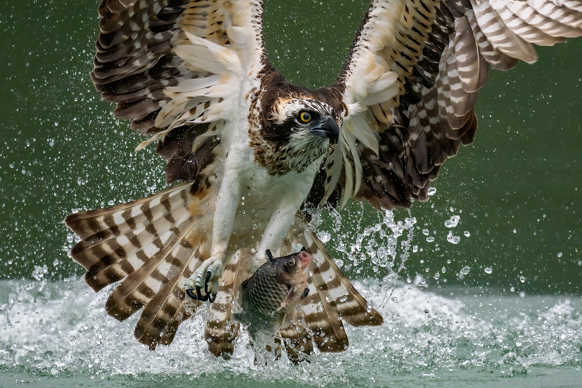 Amazing picture of an osprey or sea hawk hunting a fish from the water